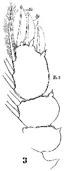 Espce Sapphirina opalina - Planche 20 de figures morphologiques