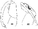 Espce Sapphirina opalina - Planche 21 de figures morphologiques