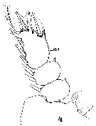 Espce Sapphirina auronitens - Planche 14 de figures morphologiques