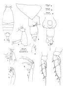 Espce Candacia worthingtoni - Planche 1 de figures morphologiques