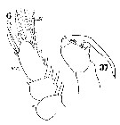 Espce Sapphirina nigromaculata - Planche 23 de figures morphologiques