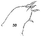 Espce Sapphirina iris - Planche 13 de figures morphologiques
