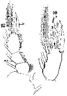 Espce Sapphirina gemma - Planche 15 de figures morphologiques