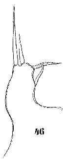 Espce Sapphirina gemma - Planche 16 de figures morphologiques