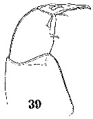 Espce Sapphirina vorax - Planche 7 de figures morphologiques