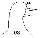Espce Sapphirina vorax - Planche 8 de figures morphologiques