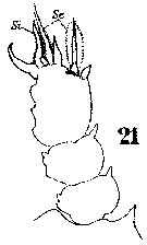 Espce Sapphirina pyrosomatis - Planche 8 de figures morphologiques