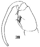 Espce Sapphirina pyrosomatis - Planche 9 de figures morphologiques