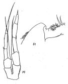 Espce Spinocalanus dorsispinosus - Planche 1 de figures morphologiques