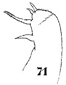 Espce Sapphirina gastrica - Planche 13 de figures morphologiques