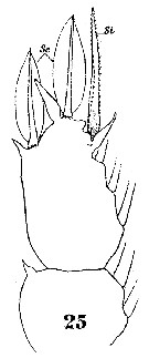 Espce Sapphirina scarlata - Planche 13 de figures morphologiques