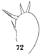 Espce Sapphirina scarlata - Planche 9 de figures morphologiques