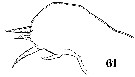 Espce Sapphirina scarlata - Planche 14 de figures morphologiques