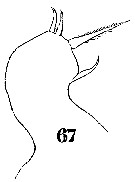 Espce Sapphirina darwini - Planche 13 de figures morphologiques