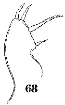 Espce Sapphirina nigromaculata - Planche 20 de figures morphologiques