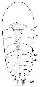 Espce Sapphirina metallina - Planche 9 de figures morphologiques