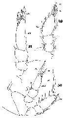 Espce Sapphirina metallina - Planche 12 de figures morphologiques