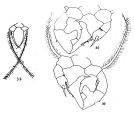 Espce Acartia (Acanthacartia) fossae - Planche 1 de figures morphologiques
