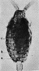 Espce Candacia ethiopica - Planche 13 de figures morphologiques