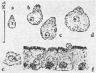 Espce Candacia ethiopica - Planche 14 de figures morphologiques