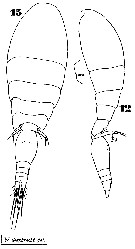Espce Oncaea notopus - Planche 4 de figures morphologiques