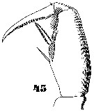 Espce Oncaea notopus - Planche 5 de figures morphologiques