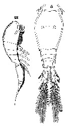 Espce Oncaea venusta - Planche 25 de figures morphologiques