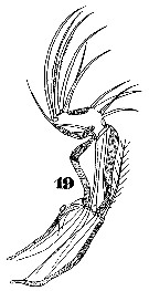 Espce Oncaea venusta - Planche 26 de figures morphologiques