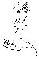Espce Oncaea venusta - Planche 27 de figures morphologiques