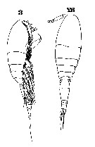 Espce Triconia minuta - Planche 8 de figures morphologiques
