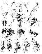 Espce Centropages spinosus - Planche 1 de figures morphologiques