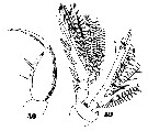 Espce Triconia minuta - Planche 10 de figures morphologiques