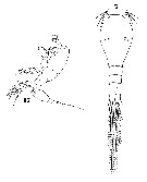 Espce Triconia dentipes - Planche 10 de figures morphologiques