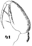 Espce Triconia dentipes - Planche 11 de figures morphologiques