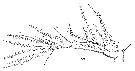 Espce Triconia conifera - Planche 15 de figures morphologiques