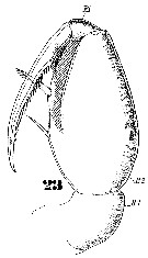 Espce Triconia conifera - Planche 16 de figures morphologiques