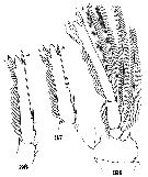 Espce Triconia conifera - Planche 18 de figures morphologiques