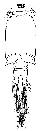 Espce Triconia conifera - Planche 19 de figures morphologiques