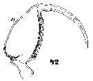 Espce Triconia conifera - Planche 20 de figures morphologiques