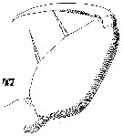 Espce Oncaea mediterranea - Planche 19 de figures morphologiques
