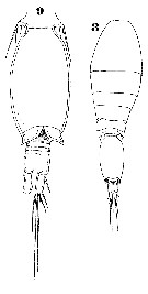 Espce Oncaea mediterranea - Planche 20 de figures morphologiques