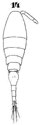 Espce Monothula subtilis - Planche 10 de figures morphologiques
