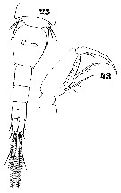 Espce Monothula subtilis - Planche 11 de figures morphologiques