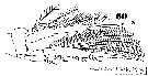 Espce Monothula subtilis - Planche 13 de figures morphologiques