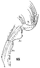Espce Triconia conifera - Planche 22 de figures morphologiques