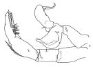 Espce Candacia giesbrechti - Planche 5 de figures morphologiques