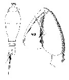 Espce Oncaea ornata - Planche 7 de figures morphologiques