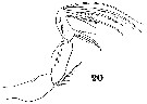 Espce Oncaea ornata - Planche 8 de figures morphologiques