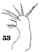 Espce Oncaea ornata - Planche 9 de figures morphologiques