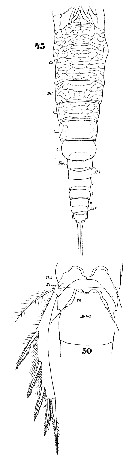 Espce Aegisthus aculeatus - Planche 4 de figures morphologiques